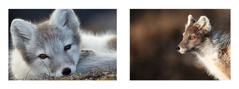 Två fjällrävar i vinterpäls, en liggande och en i profil, med tjock vit päls.